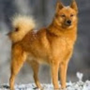 Meet your Posher, Antoinette